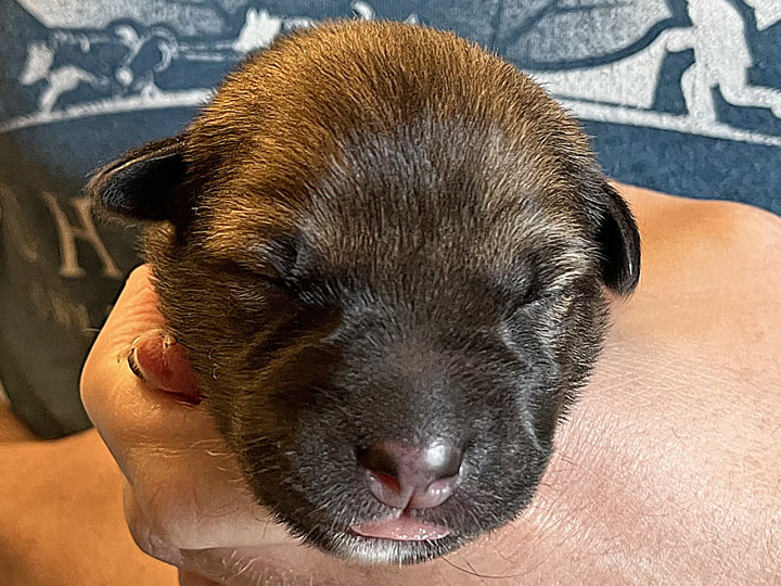 chinook puppy